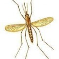 Lakossági tájékoztató szúnyogirtástól