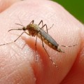 Szúnyoggyérítés Cegléden - lakossági tájékoztató