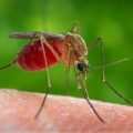 Lakossági tájékoztató szúnyogirtástól