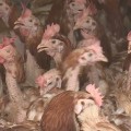 Csirkéket vittek rászoruló családoknak