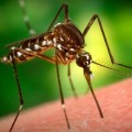 Szúnyoggyérítés - Lakossági tájékoztató, Cegléd
