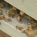 A méheket is becsapta az időjárás