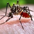 Lakossági tájékoztatás szúnyoggyérítésről