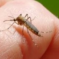 Szúnyoggyétítés - lakossági tájékoztató