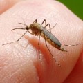 Szúnyoggyérítés - lakossági tájékoztató