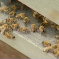 Újra igényelhető a méhészeti támogatás