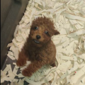 Kiskutyák egészségének védelmében kezdeményeztek hatósági eljárást