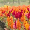 15 ezer tő színpompás virágot ültetnek ki