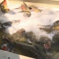 Nyolc mázsa halat telepítettek az 5-ös tóba