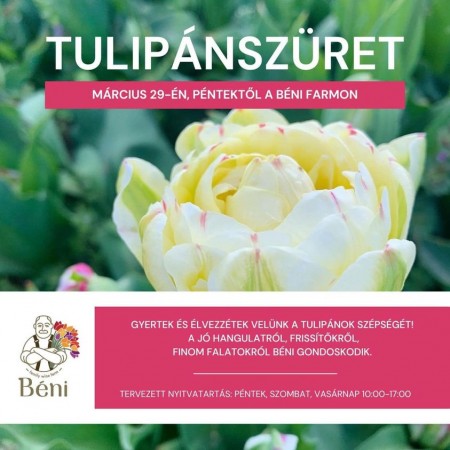 Tulipánszüret